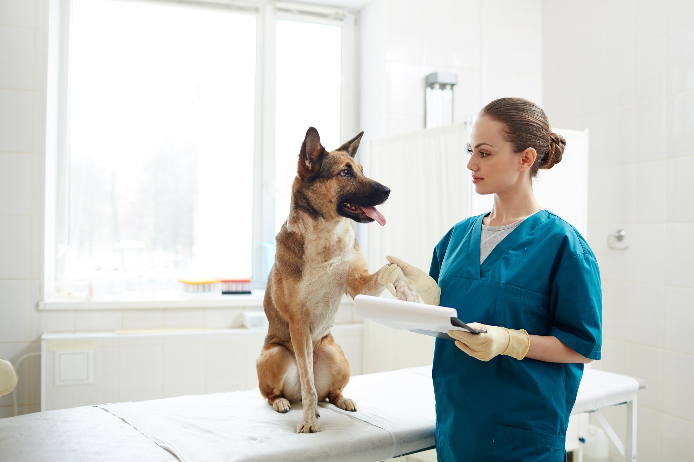 Vet and dog patient